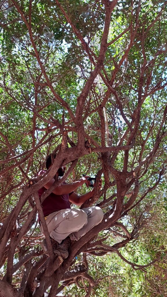 Beit el Baraka team member installing a light in a tree.