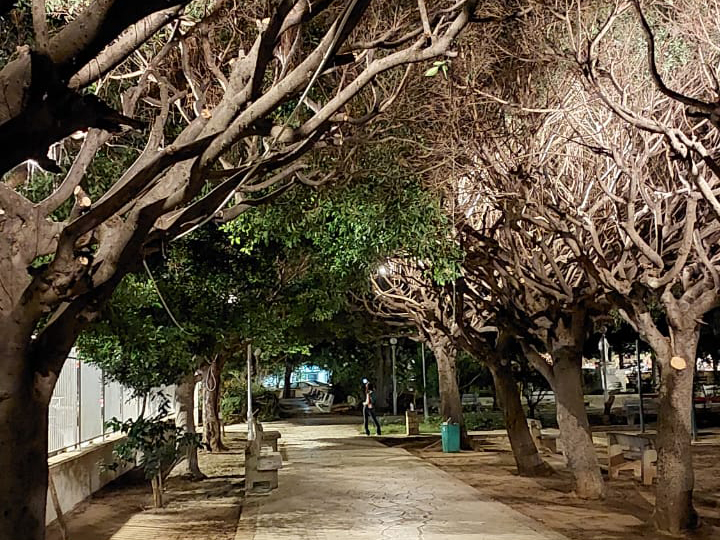 Jesuit Gardens Tree Canopy Lighting