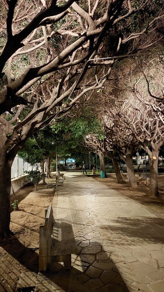 a pathway with benches in the park with illuminated trees on either side